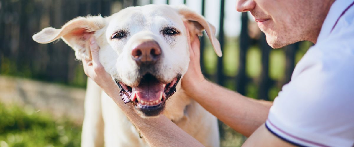 A Happy Dog