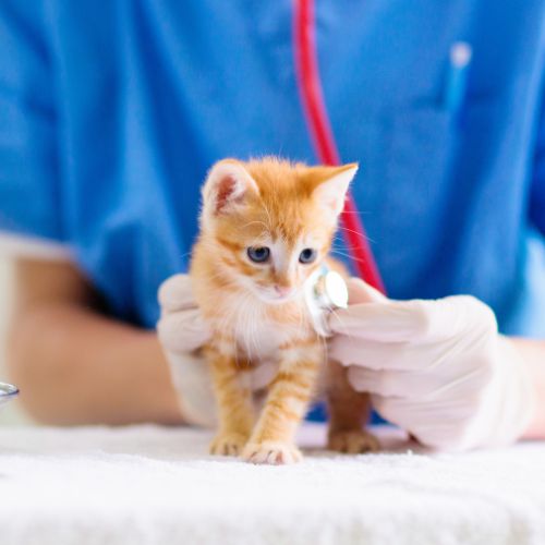 A Vet Examining a Kitten
