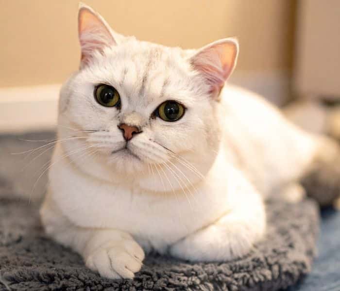 A white cat relaxes on a cozy rug
