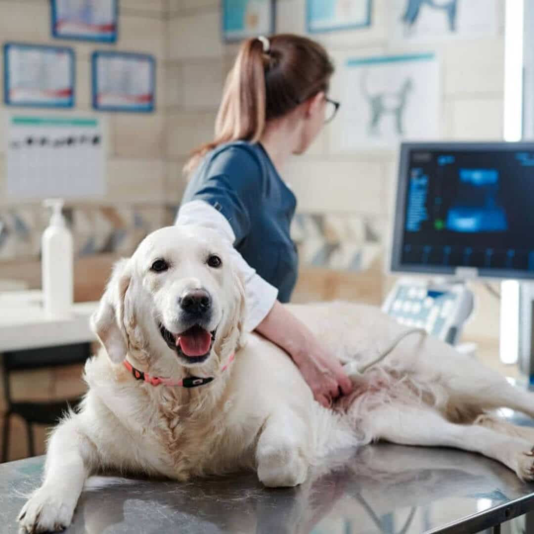 A woman gently examines a dog
