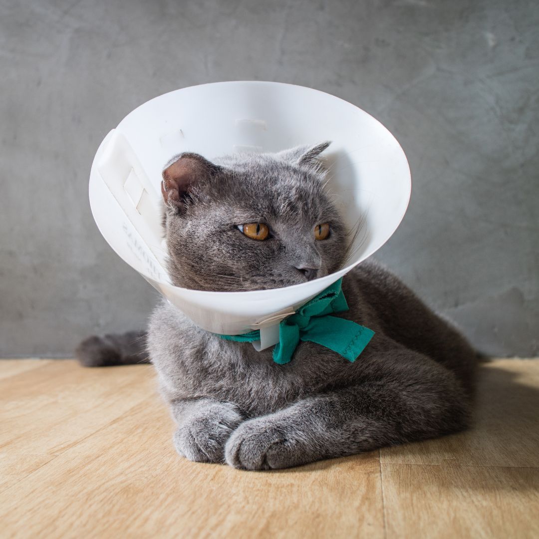 A cat wearing a white protective cone